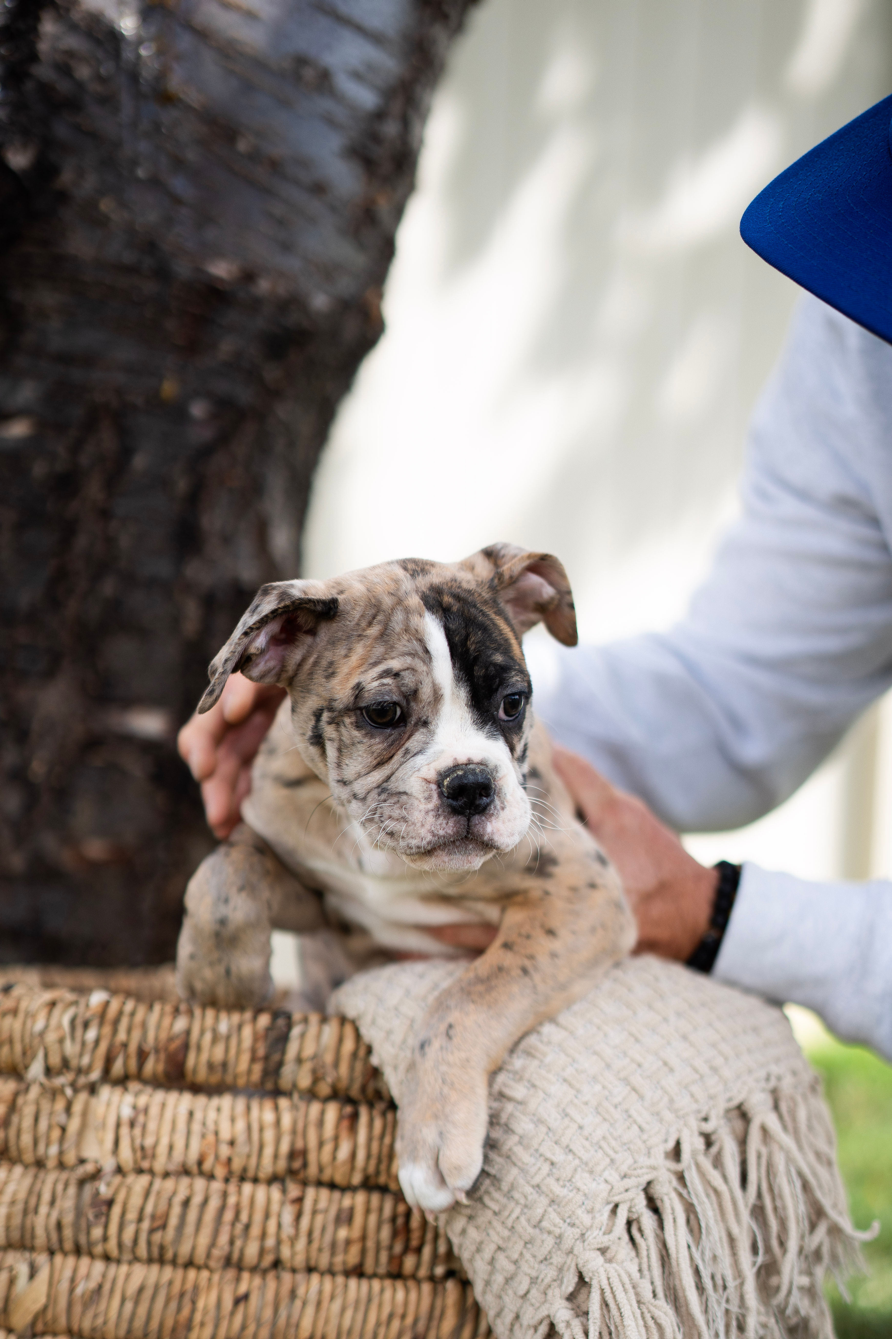 Young speckled puppy being petted