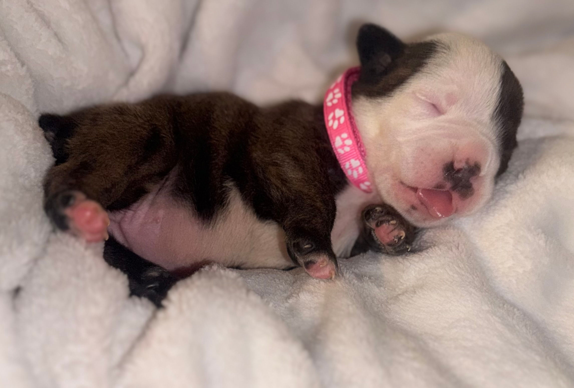 chocolate brindle colored bulldog with a half white half brindle face wearing a pink collar laying on a white blanket
