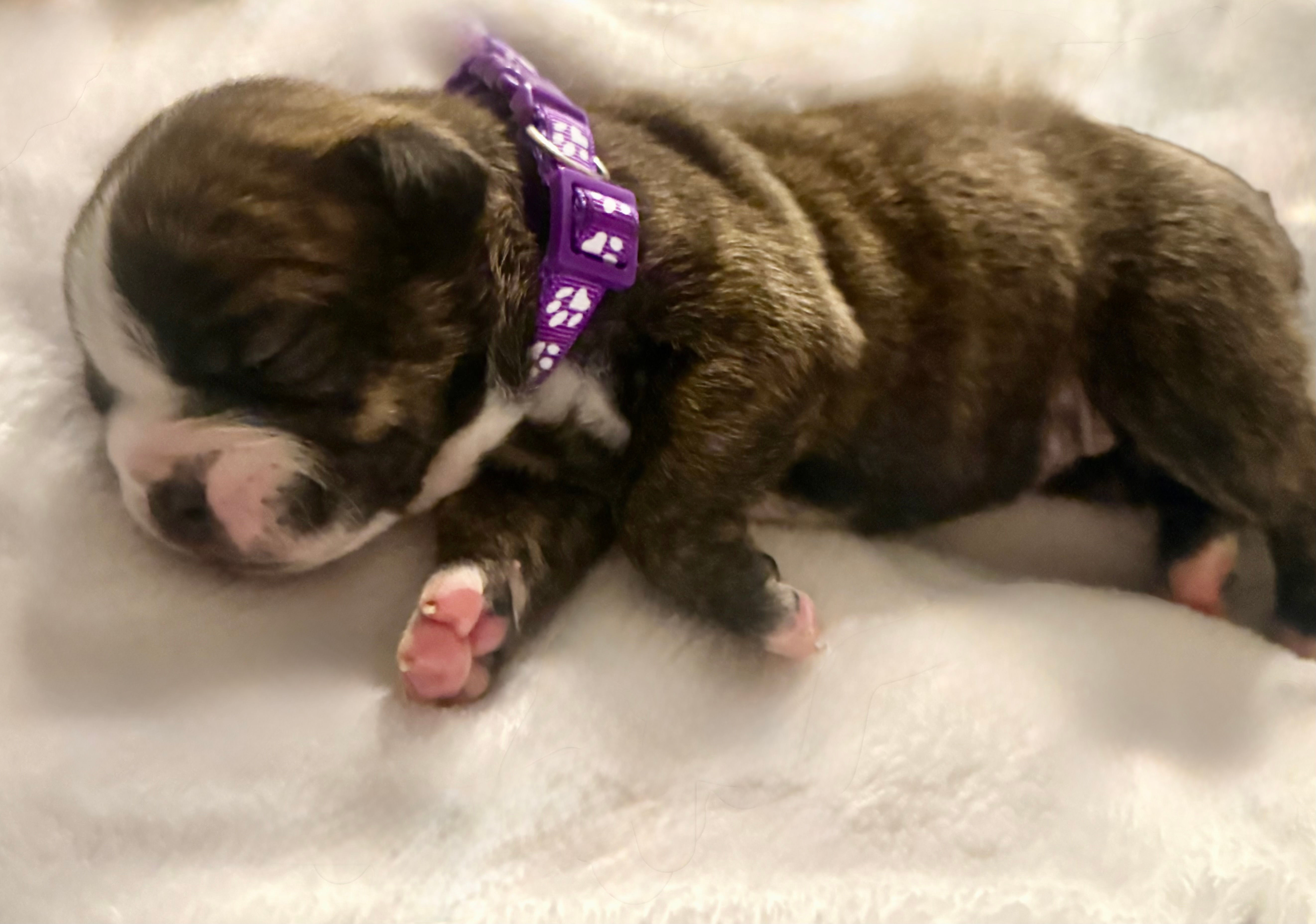 chocolate brindle bulldog with white on her chest and down face only