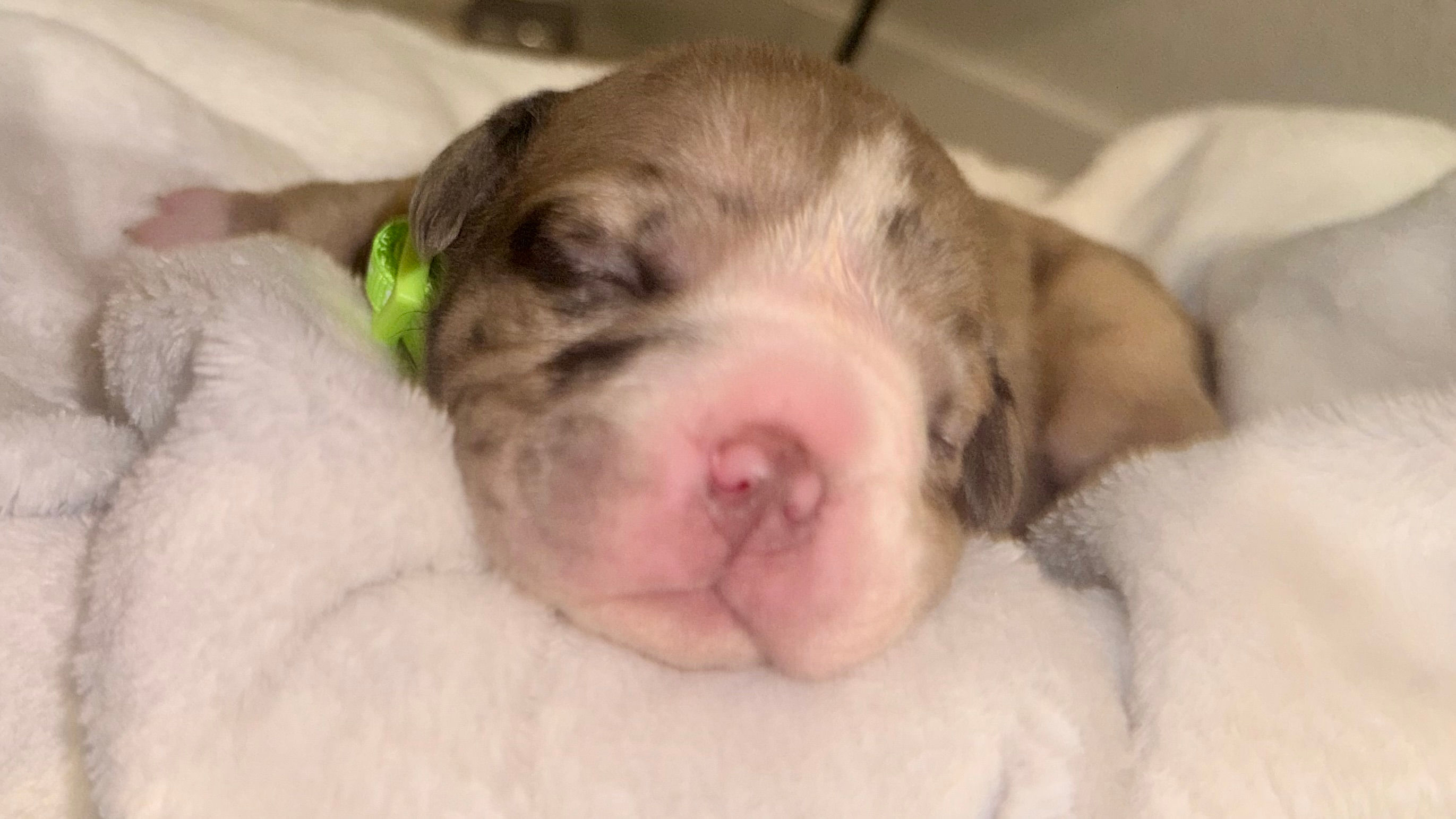 tan tri clolored bulldog with dark speckles on his ears white paws and tan the rest of the body