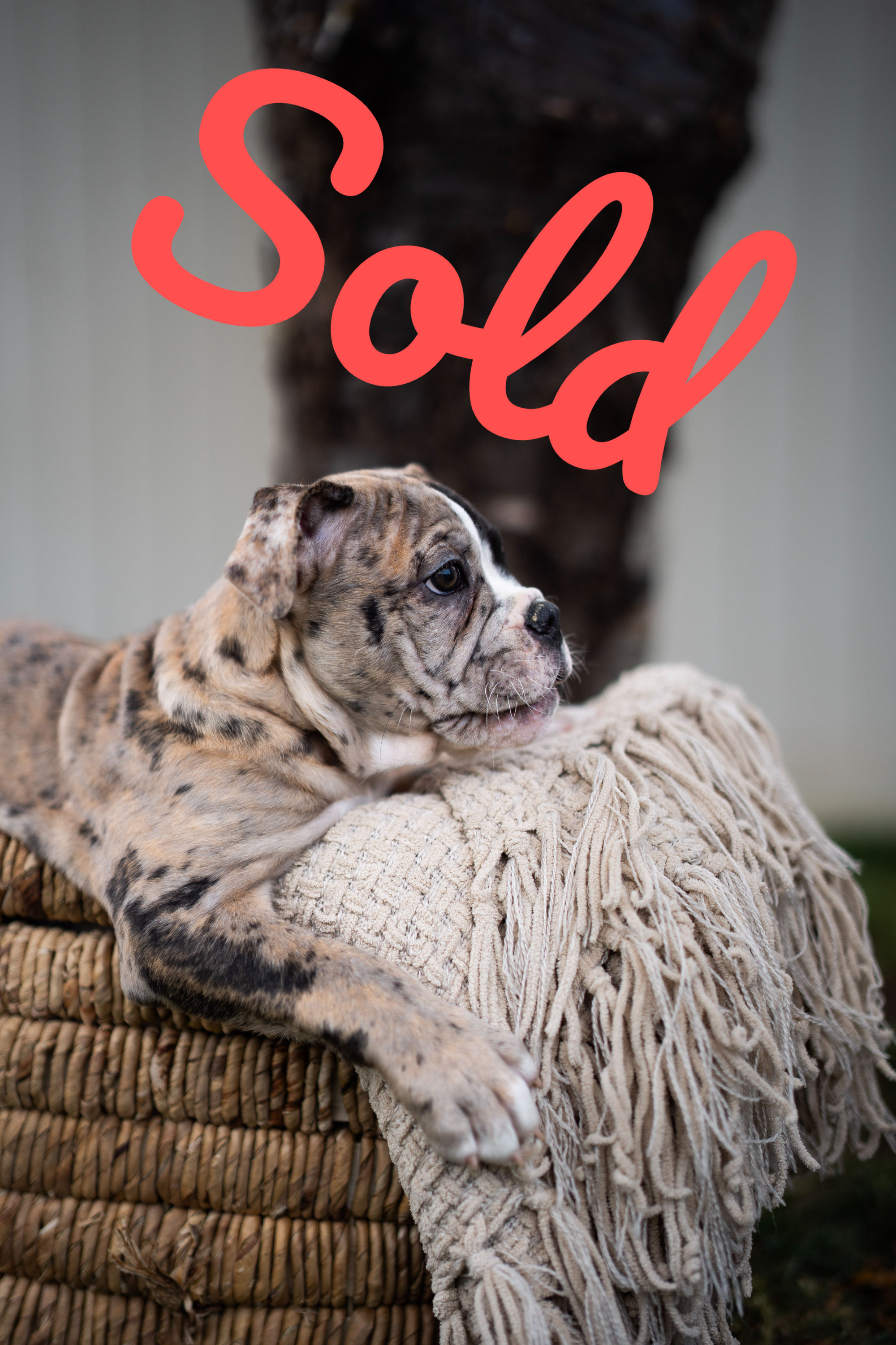 Brindle Bulldog Ernie sleeping, marked Sold.
