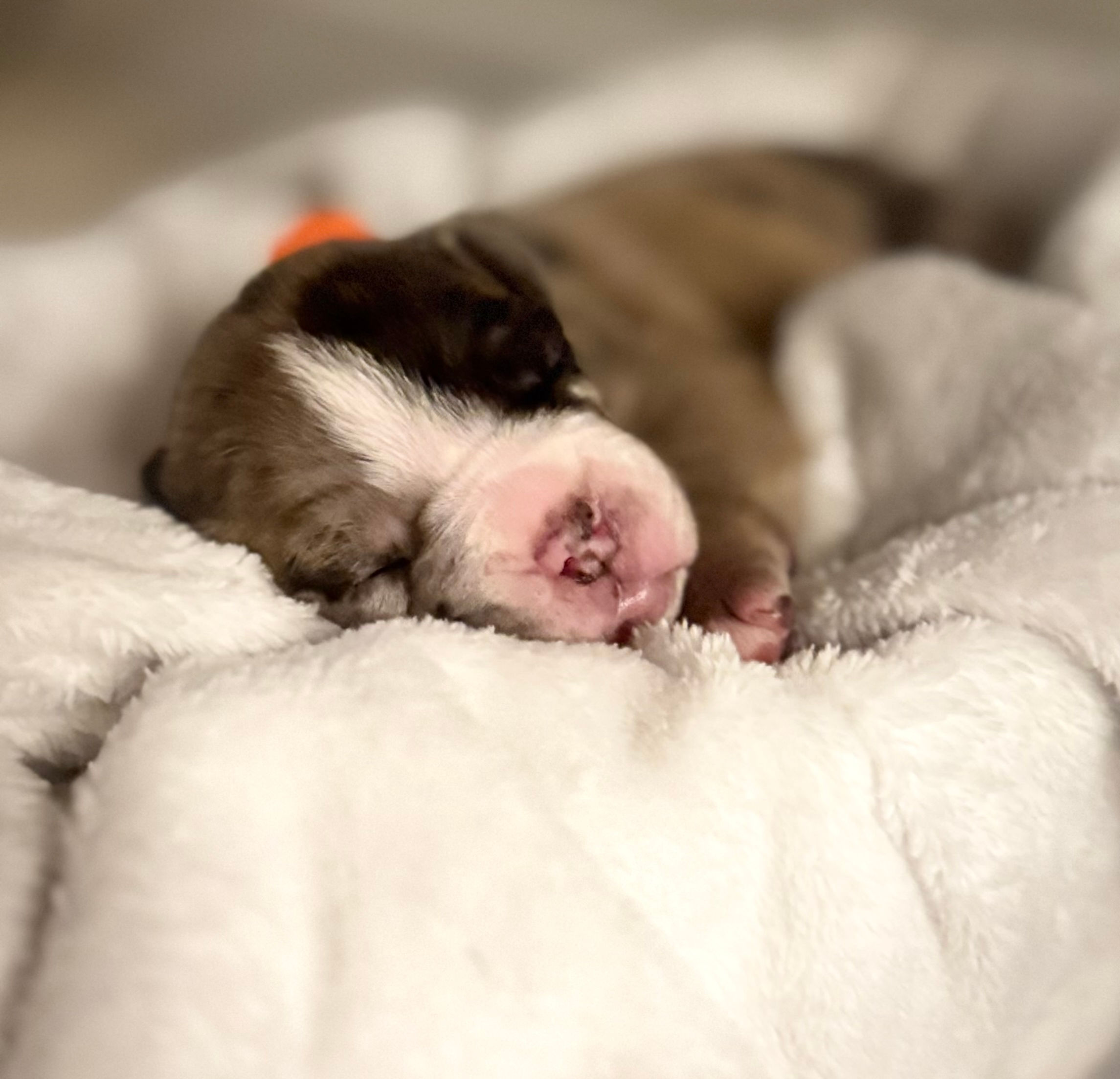 Sleeping Bulldog puppy with pink nose