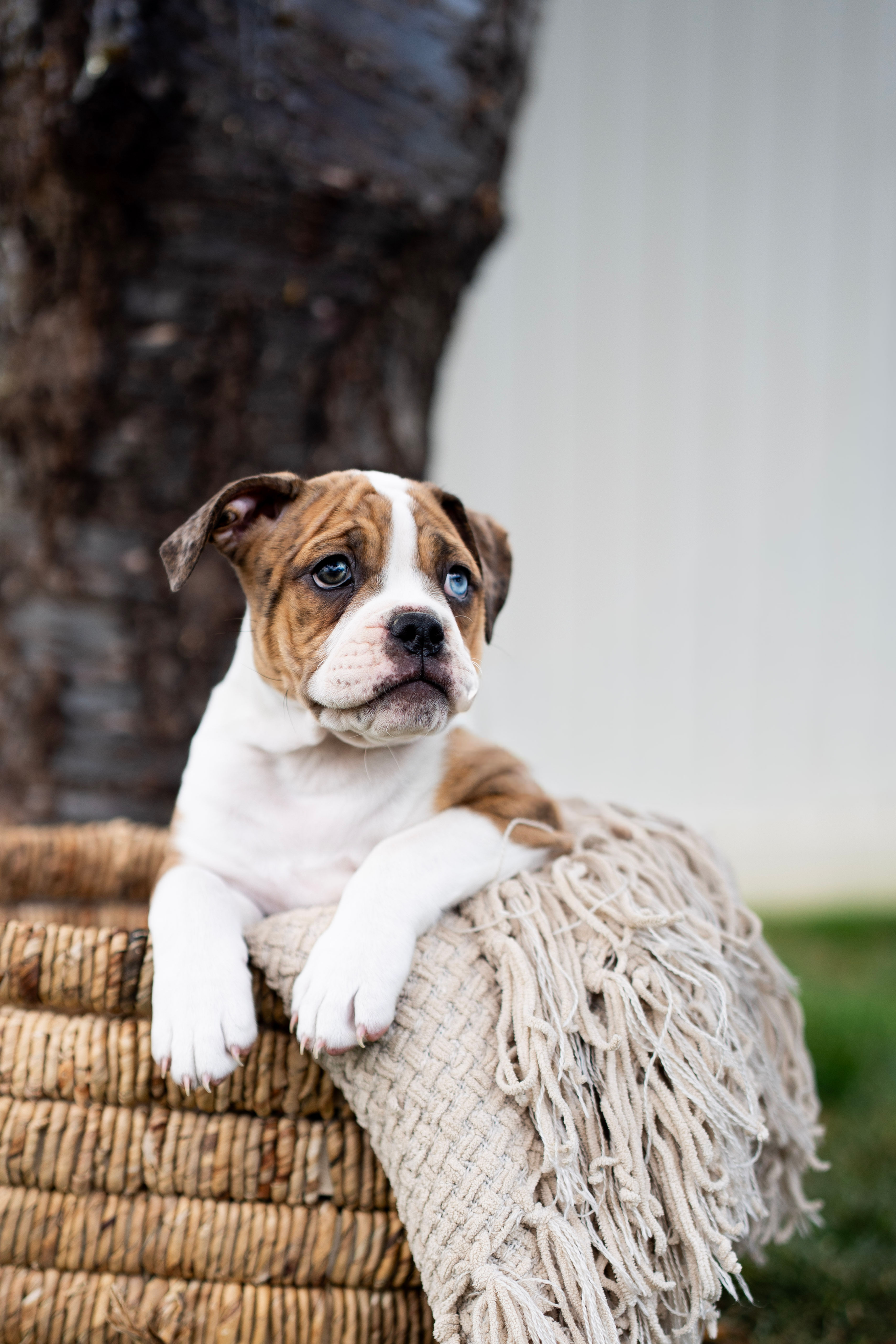 fawn with light brindling and white bulldog standing in a basket looking off into the distance with one bright blue eye