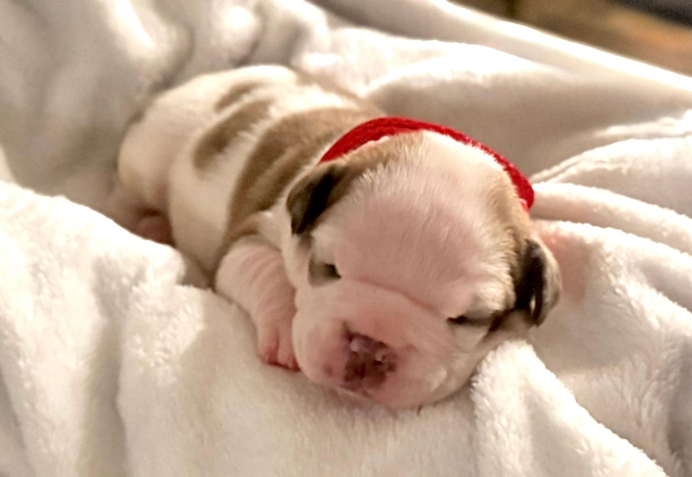 fawn and white bulldog with spotted ears