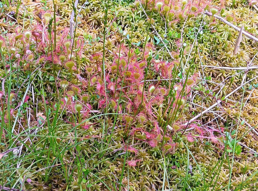モウセンゴケ（食虫植物）