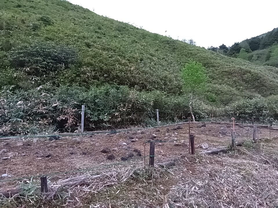 綺麗になったこまくさ畑