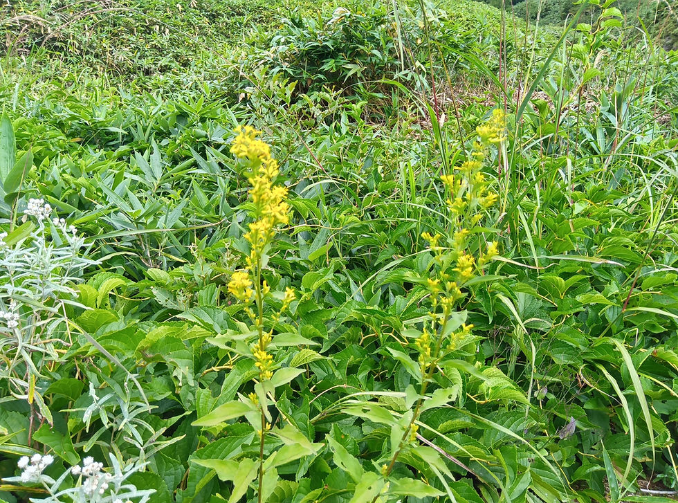 アキノキリンソウ