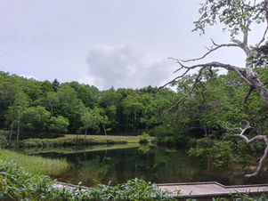 牛池周辺開花情報
