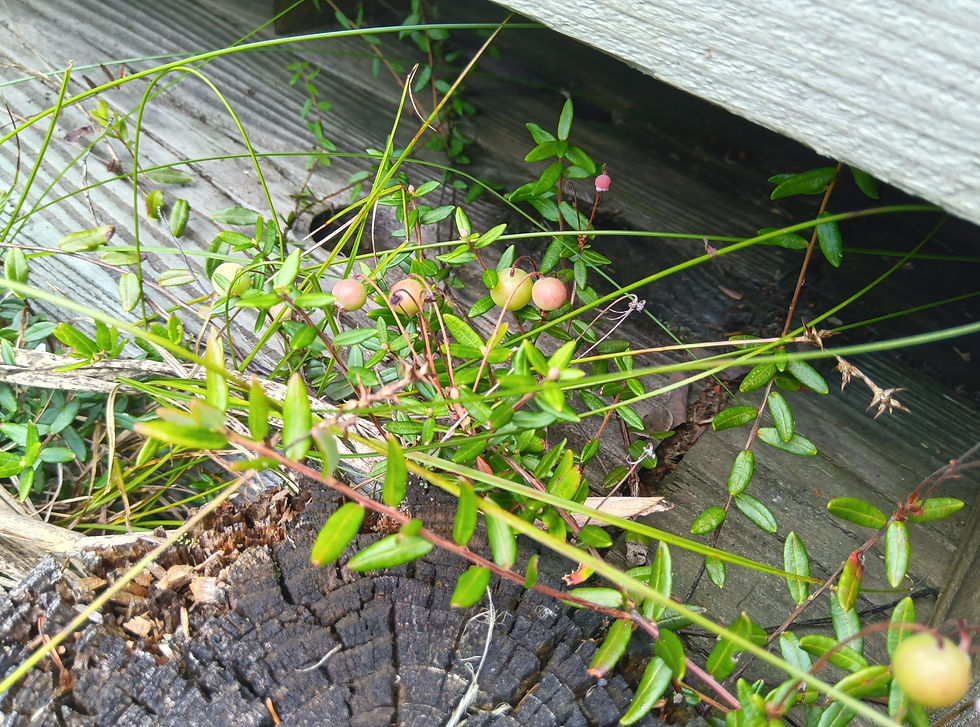 ツルコケモモの実