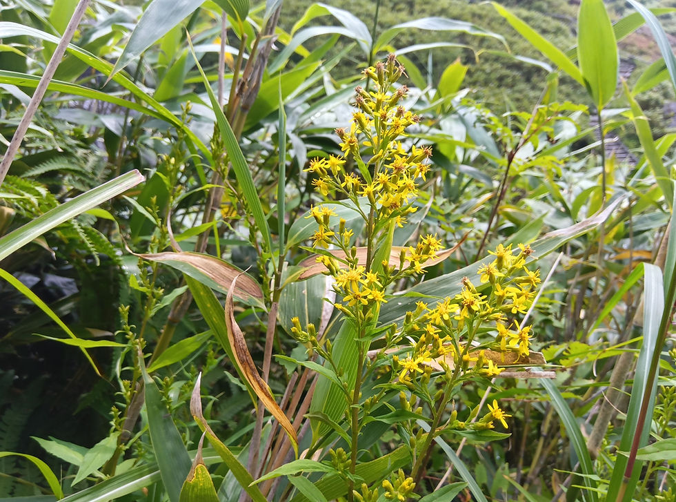 アキノキリンソウ