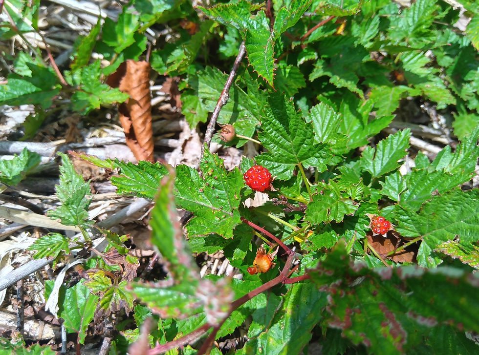 ミヤマニガイチゴの実