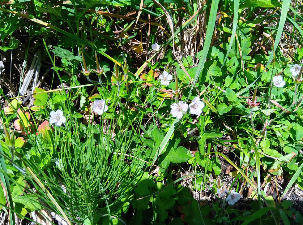 ゲンノショウコ