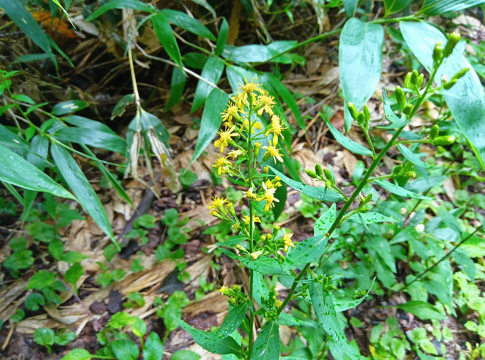 アキノキリンソウ