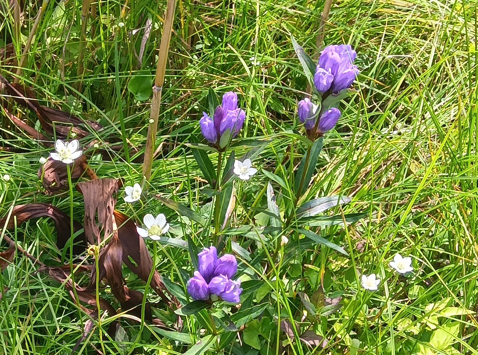 ウメバチソウ（白色）とエゾリンドウ（紫色）