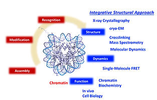 chromatin.jpeg