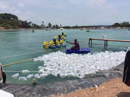 General Guideline for Pond Preparation for Shrimp Farming