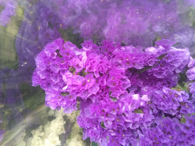 Thumbnail: Imported Flowers