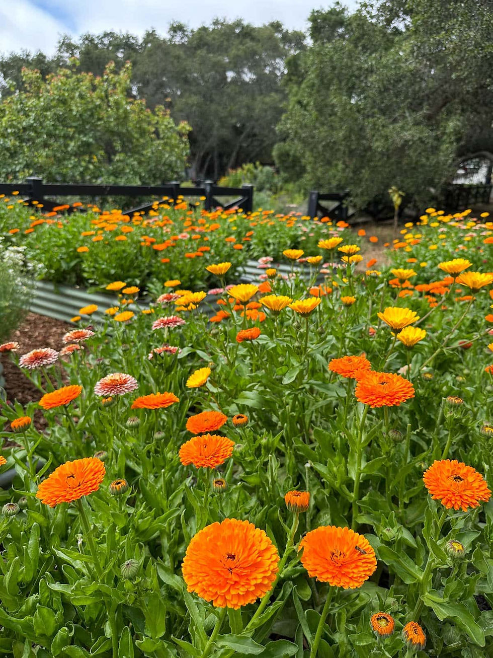 B-Street Open Hours - Calendula Exploration