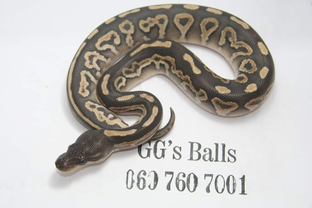 Cinnamon Mojave