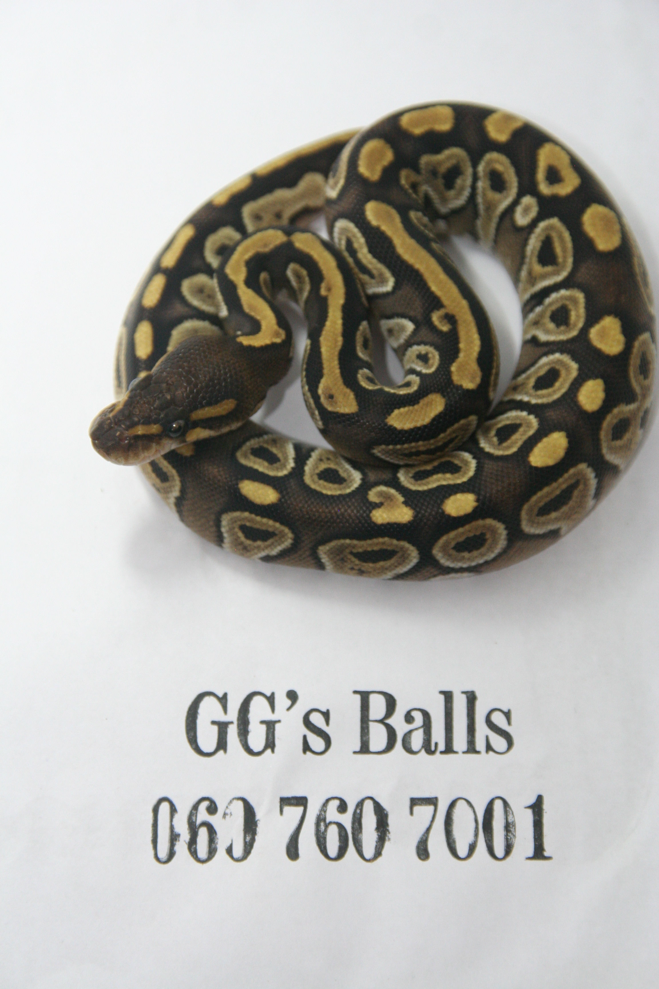 Mojave Ball python male