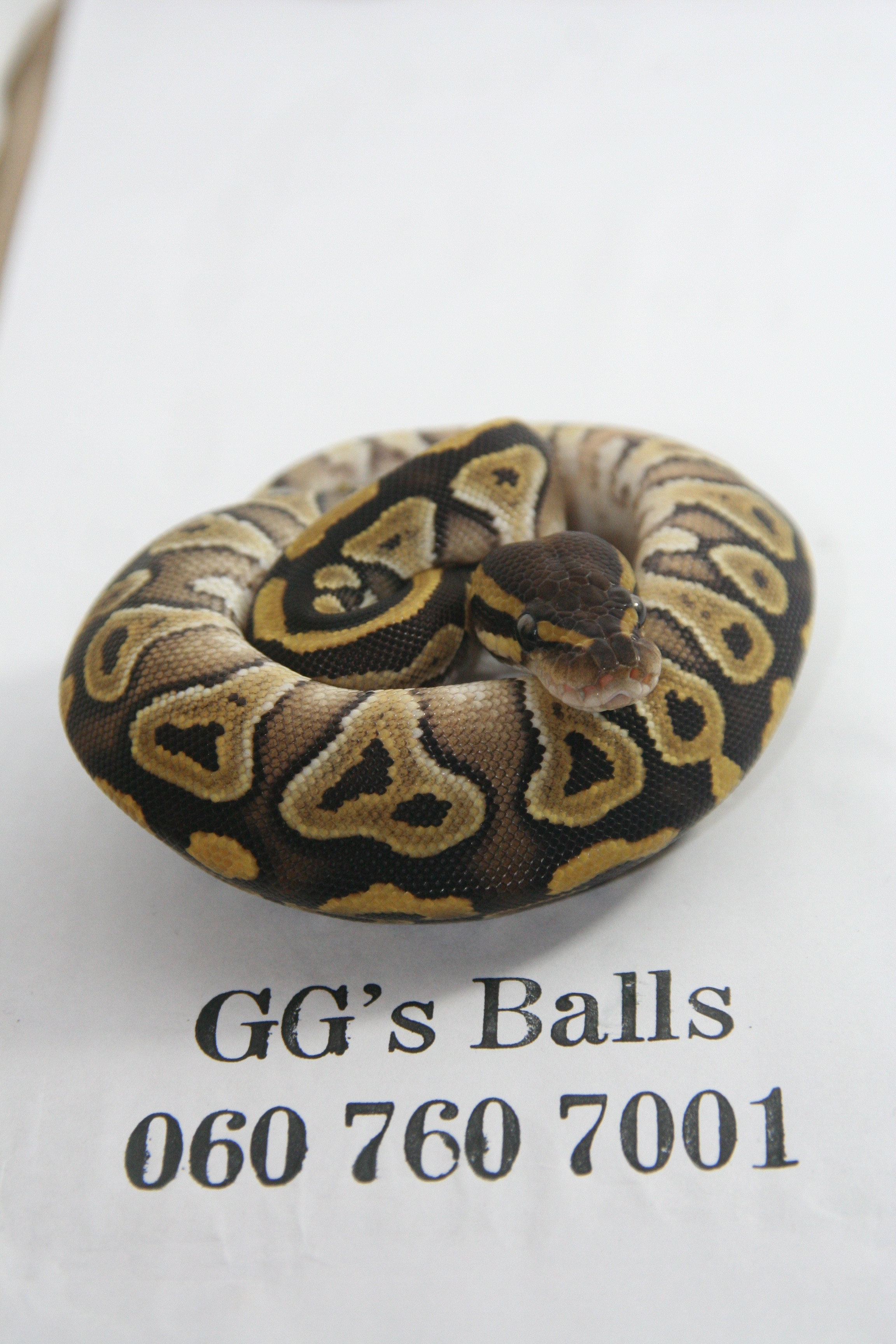 Mojave Ball python female