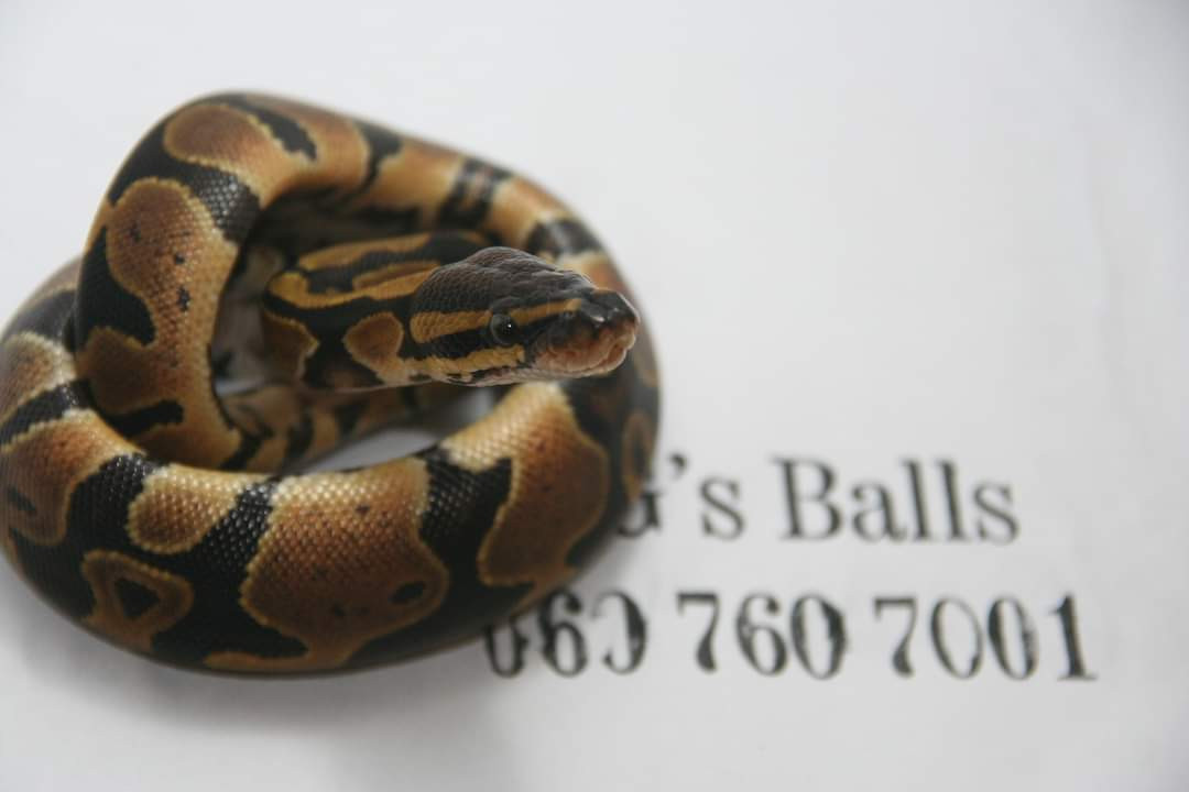 Normal Ball python Female