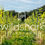 Thumbnail: Wildshark Pinot Gris - Kent, England