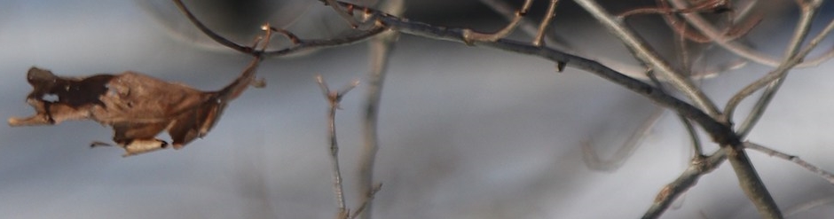 La última hoja del otoño
