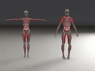 Importance of biomechanics