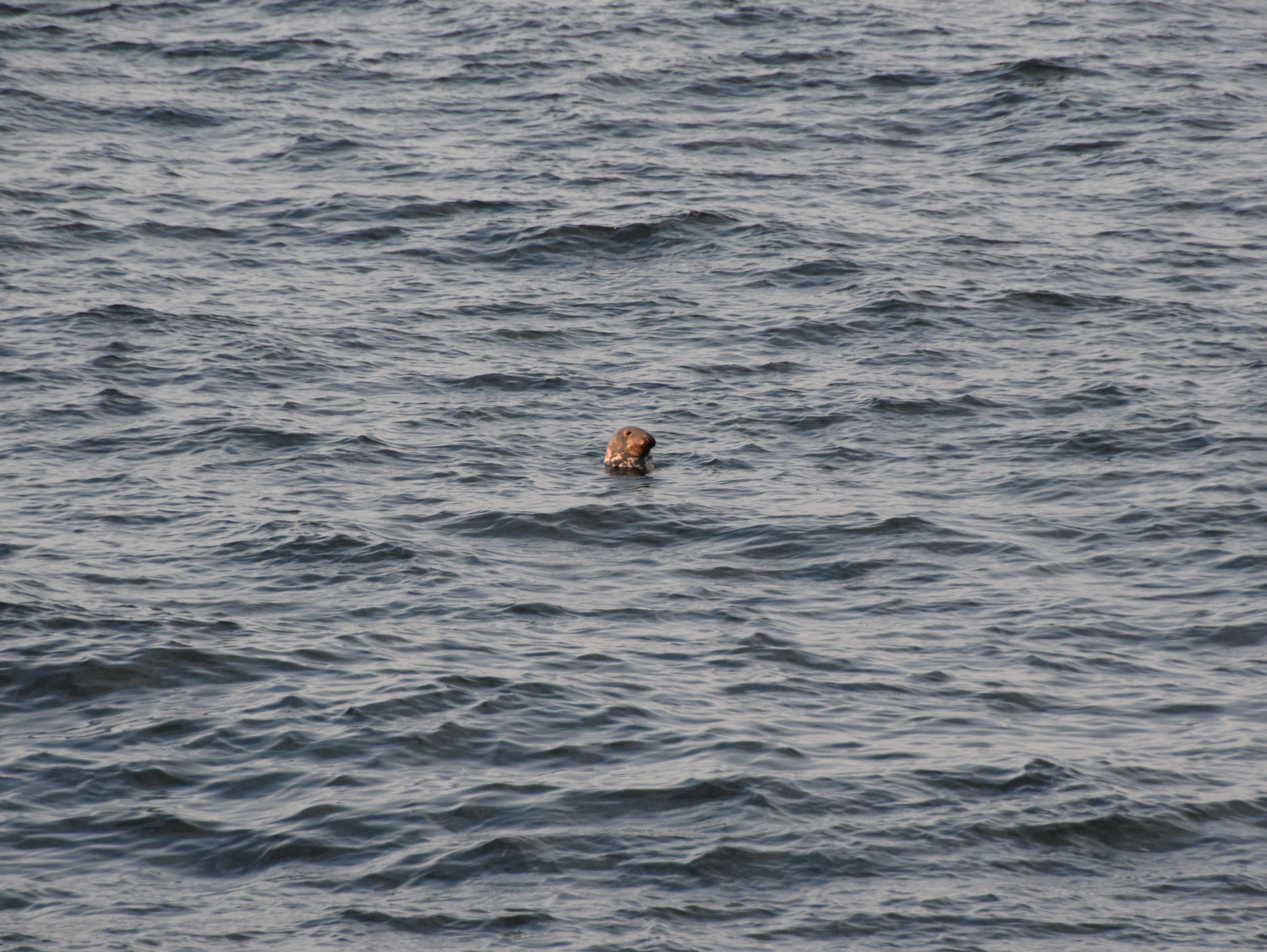 A Friendly Seal