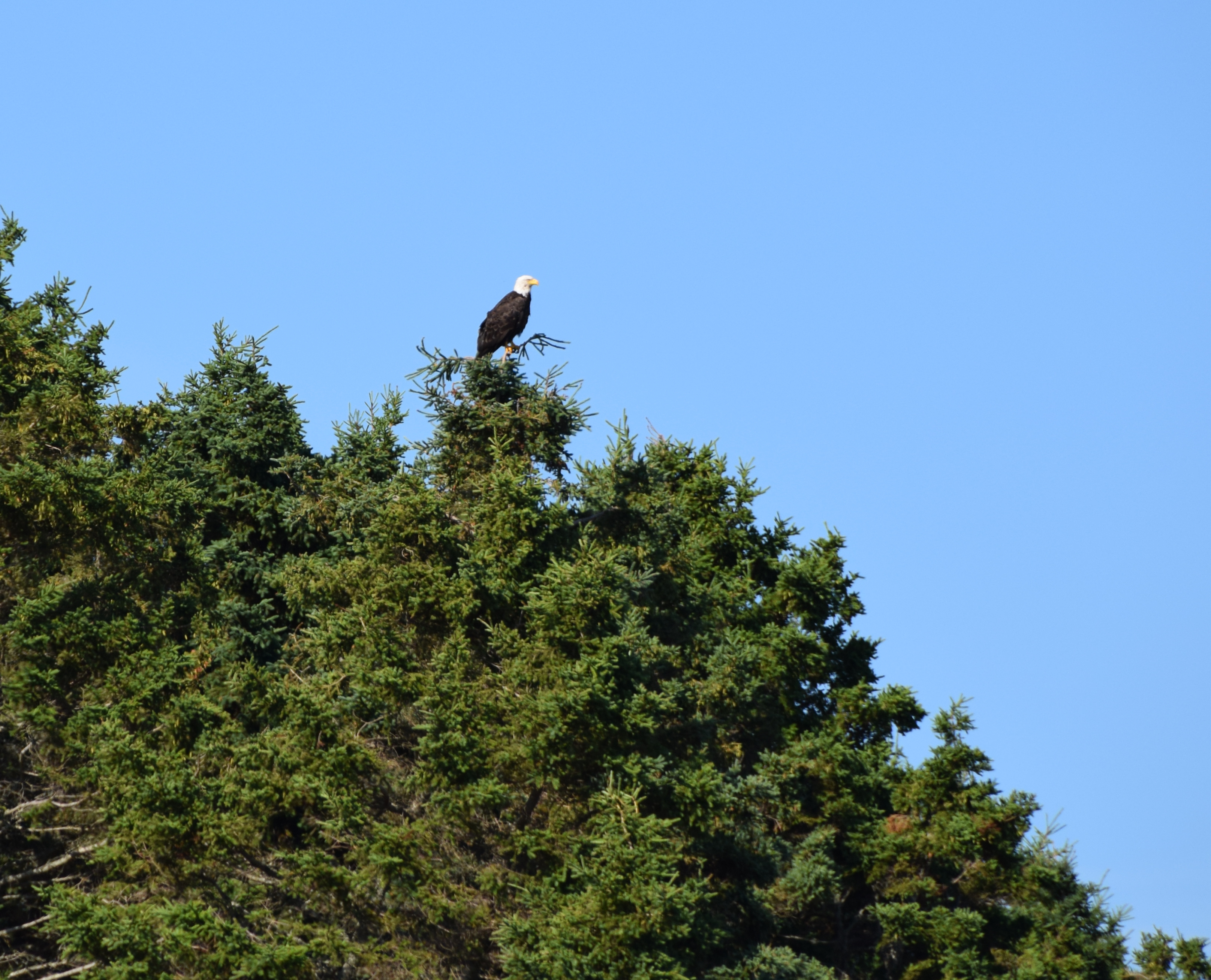 Bald Eagle