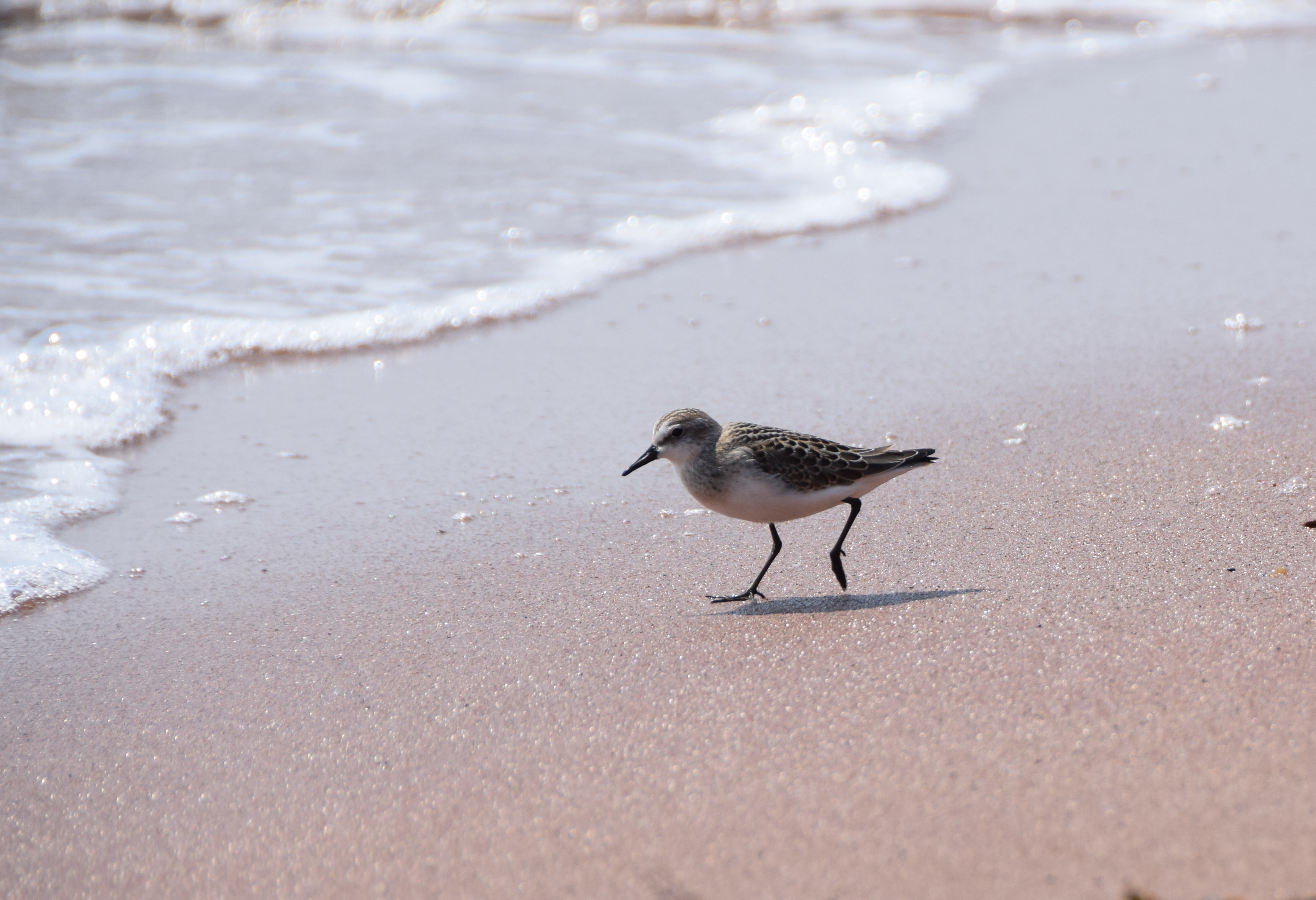 Sand Piper