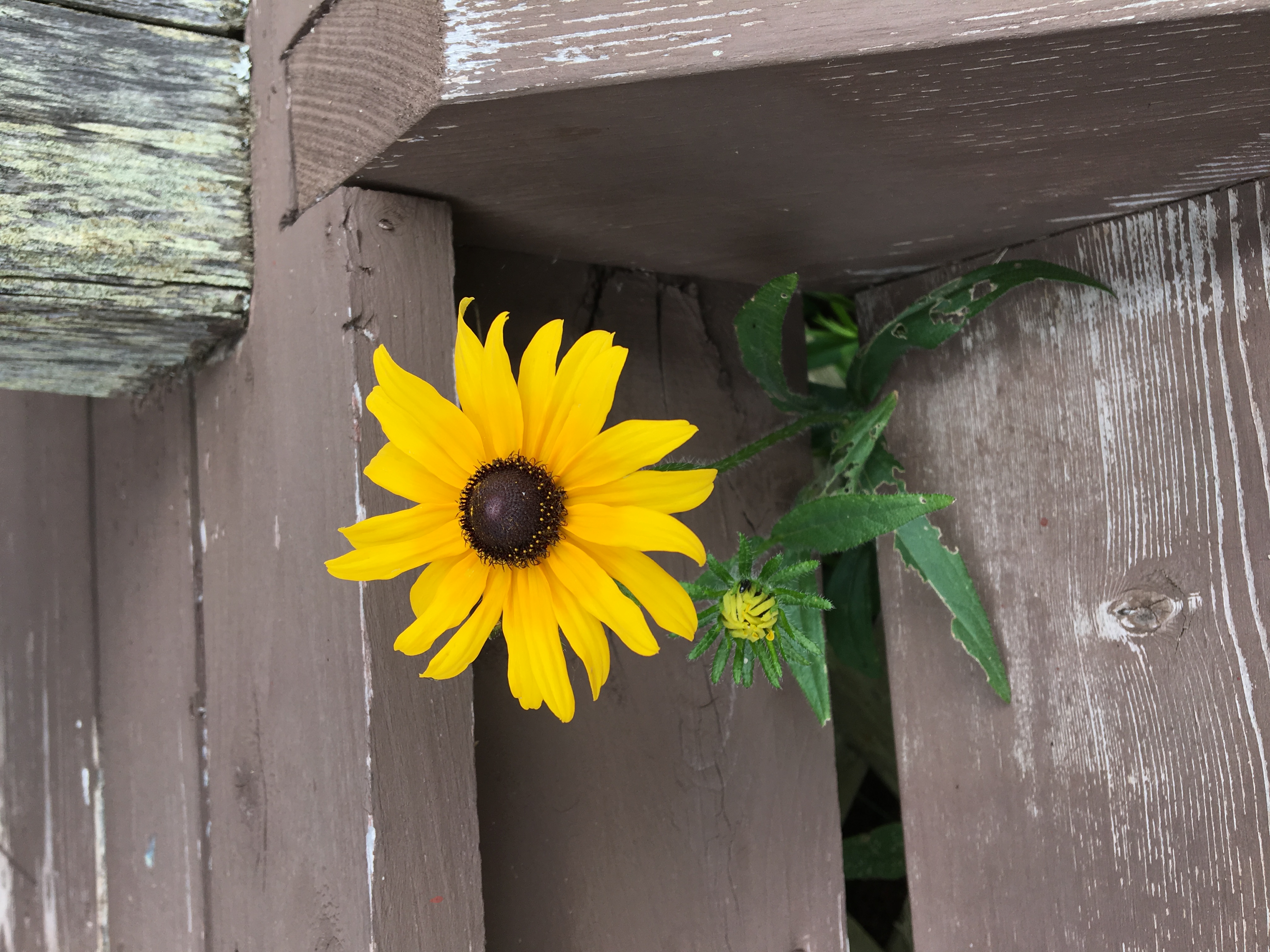 Wild Flower