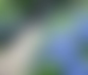 【あじさいとヤマユリ】7/18(金)の様子