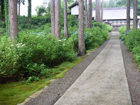 💠6/19(金)あじさいの様子💠