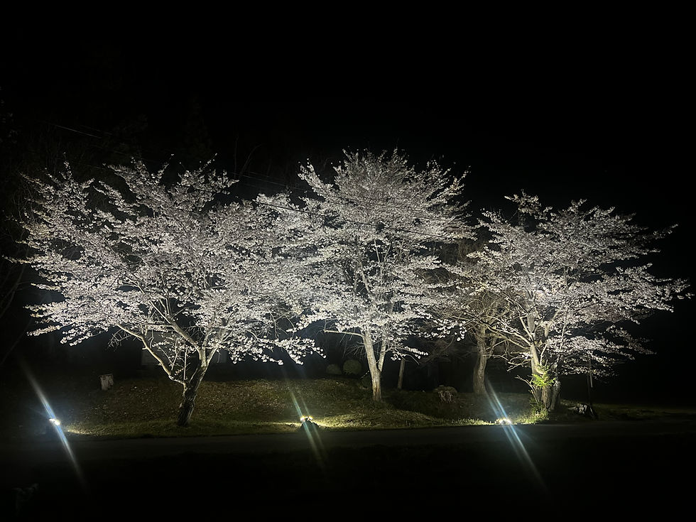 桜ライトアップ🌸🔦