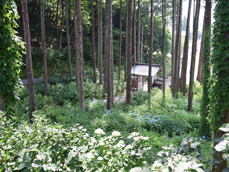 【あじさい】6/15(土)の様子