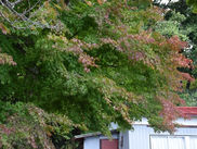 【初秋の様子】どんぐりなど♪