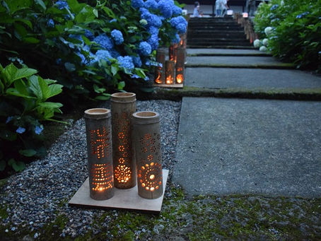 【あじさい】7/9の様子