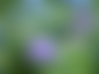 【あじさい】7/1の様子です