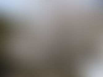 【春がきました】桜🌸が開花