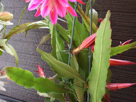 【玄関でお出迎え】クジャクサボテン!