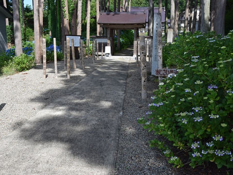 💠6/27(土)あじさいの様子💠