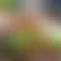 Accord miel et fromage corse : 7 combinaisons à tester