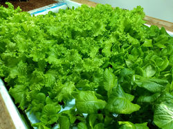 IMG_20181122_110859412