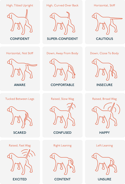 Image from PetLab Co