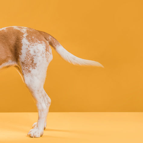 Why Do Dogs Wag Their Tails?
