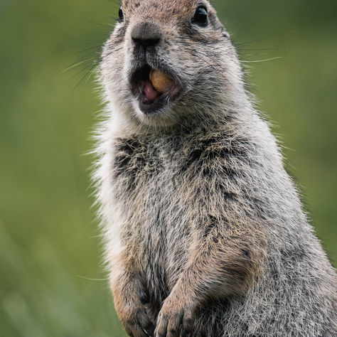It’s Groundhog Day! Punxsutawney Phil Predicts an Early Spring