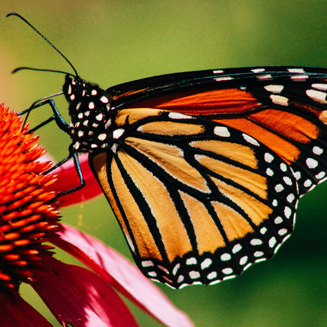 Watch the Annual Monarch Butterfly Migration
