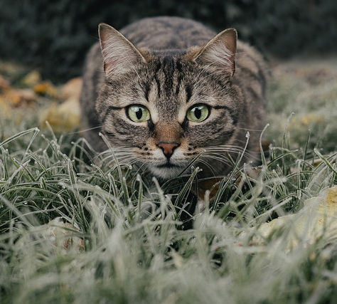 All About Working Cats and How to Have One